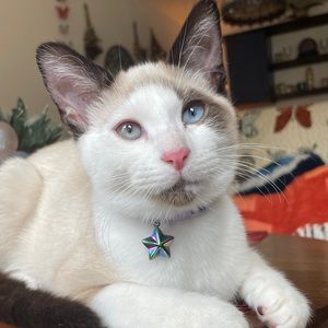 Meet your Posher, Bean